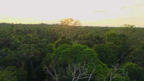 Aerial view of warm golden rays penetrating dense Amazon rainforest canopy Stock Footage 308414096