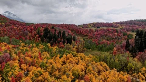 Aerial View of Wasatch Mountain Range in Autumn with Vibrant Aspen and Oak Stock Footage 348329541