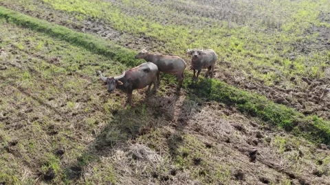 Aerial view water buffalo group Stock-Footage 153284357
