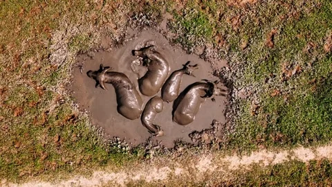 Aerial view of water buffalo in a mud pond in rural ninh binh, vietnam coun.. Video stock 335082927