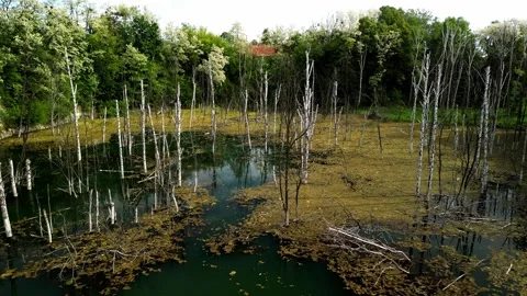 Aerial View of Water Surface with Brown Leaves, Water Lilies, and Broken Birch T Stock Footage 277359523