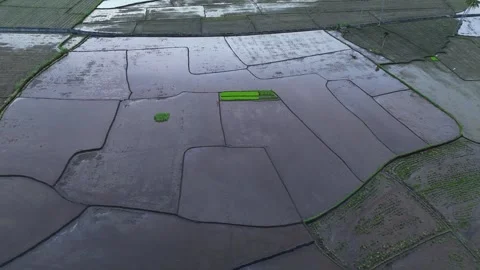 Aerial view of waterlogged rice fields with geometric divisions. Stock Footage 336023856