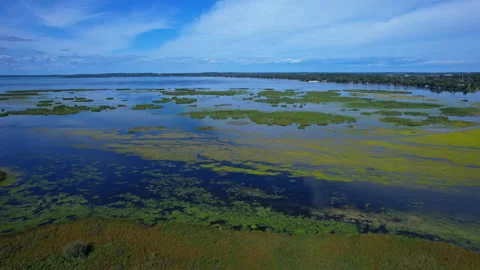 Aerial view of weeds marshes on the surface during summer and distant coast.. Stock Footage 346310607
