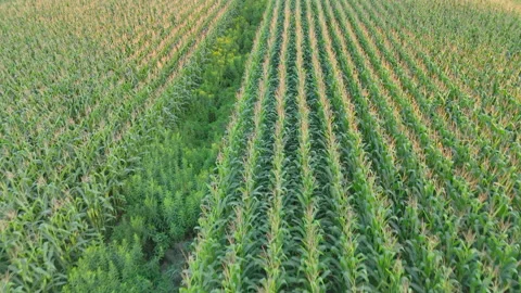 Aerial View of Well-Organized Corn Rows in a Vast Field Stock Footage 291703864