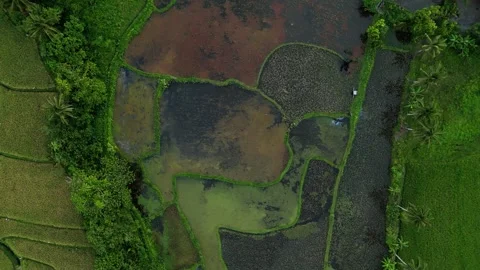 Aerial view of wet rice fields in lush green countryside Vídeos de archivo 333330553