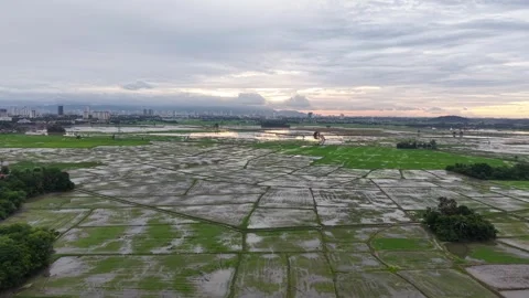 Aerial view of wet rice fields under cloudy skies Stock Footage 339806030