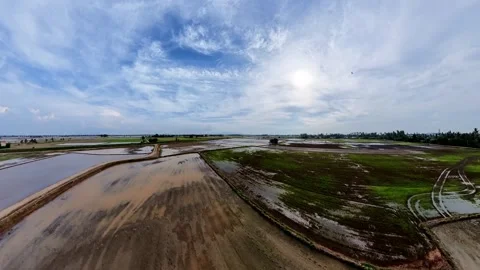 Aerial view of wet rice fields under a bright, cloudy sky Видео 345394481