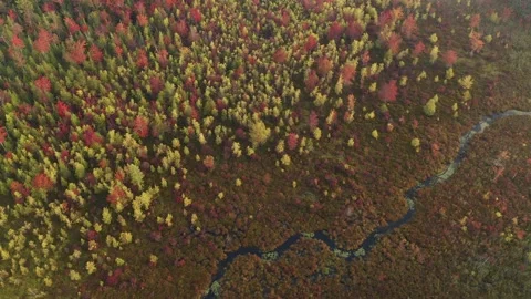 Aerial view of wetland in fall Stock Footage 238794618