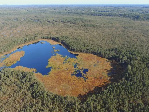 Aerial view of the wetlands swamp. Beautiful nature landscape. Stock Footage