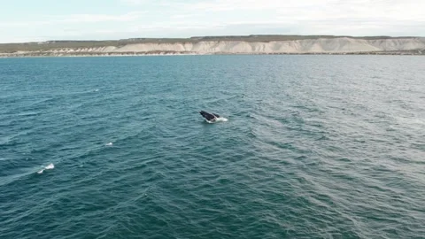Aerial view of a whale jumping in the middle of the ocean. Stock Footage 262572468