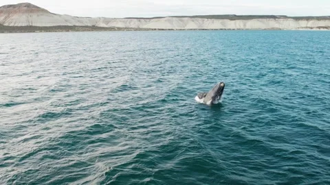 Aerial view of a whale jumping in the middle of the ocean. 動画素材 262572730