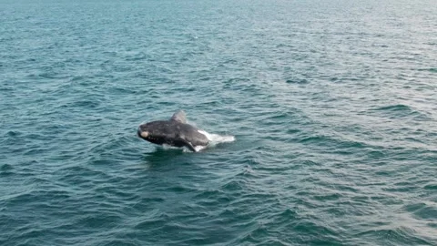 Aerial view of a whale jumping in the middle of the ocean. Stock Footage 262572744