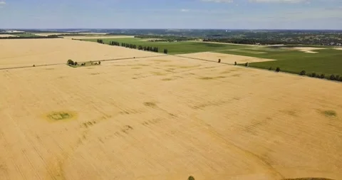 Aerial view: wheat and rye swaying in a wind. Flying above the wheat and rye Stock Footage 135737244