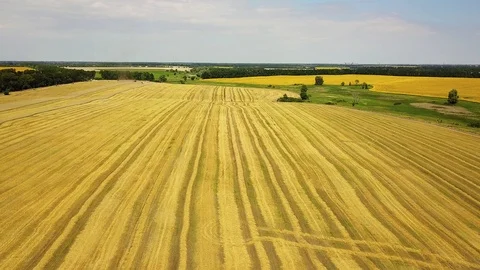 Aerial view of wheat field after harvest 스톡 동영상 106464215