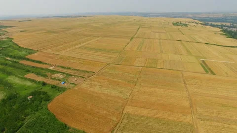 Aerial view of Wheat field and village,Xi'an,China. Stock Footage 88487532