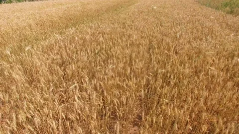 Aerial view of Wheat field and village,Xi'an,China. Stock Footage 88489827