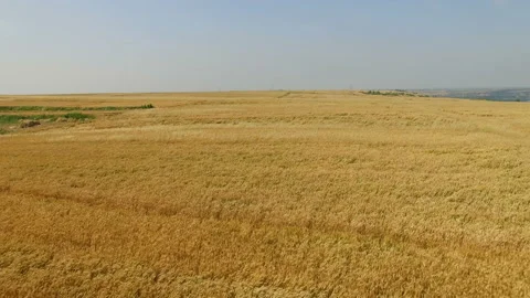 Aerial view of Wheat field and village,Xi'an,China. Vidéo 88490918