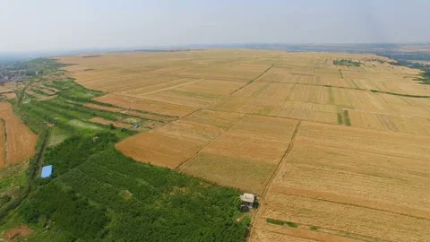 Aerial view of Wheat field and village,Xi'an,China. Stock Footage 88501085