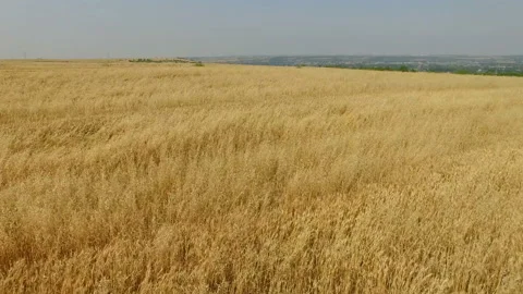 Aerial view of Wheat field and village,Xi'an,China. Stock Footage 88504513