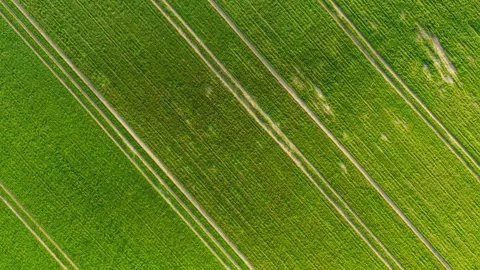 Aerial view of wheat field with diagonal planting rows and narrow tractor paths Stock Footage 333580308