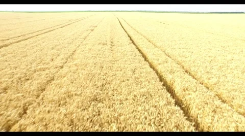 Aerial view of wheat field Stock Footage 51672485