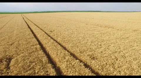 Aerial view of wheat field Stock Footage 51672577