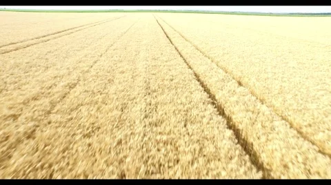 Aerial view of wheat field Stock Footage 51672615