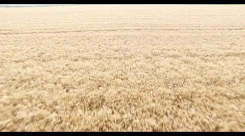 Aerial view of wheat field Stock Footage 51672680