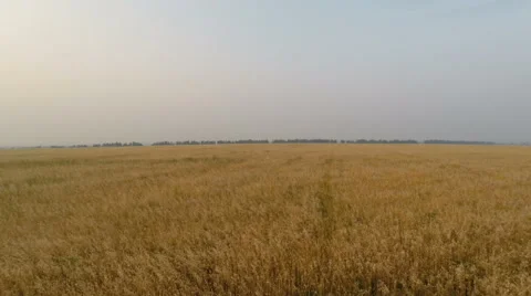Aerial view of a wheat field 库存影片 66536138