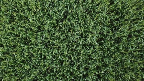Aerial view of a wheat field 스톡 동영상 88483840
