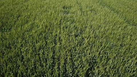 Aerial view of a wheat field Stock Footage 88484644