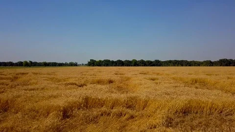 Aerial view of wheat field Video stock 90680058