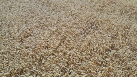 Aerial view of wheat field Stock Footage 113047333