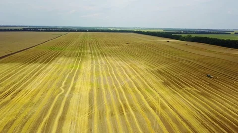 Aerial view of wheat field Stock Footage 117128533