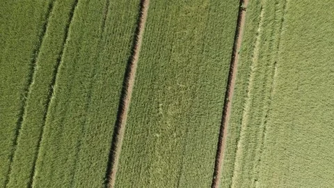 Aerial view of a wheat field Stock Footage 131936281