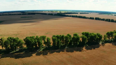 Aerial view of wheat field at summer. Beautiful rural landscape. Vídeo Stock 149966138