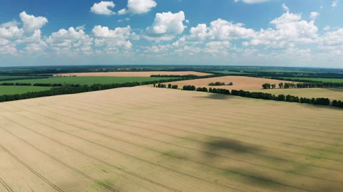Aerial view of wheat field at summer. Beautiful rural landscape. Stock Footage 149967736