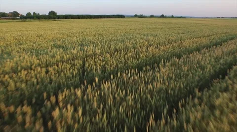 Aerial view of wheat field in sunset Stock Footage 51003283