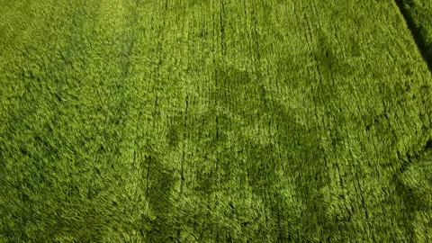 Aerial view of a wheat field, the wind shakes the ears in slow motion Stock Footage 156806990