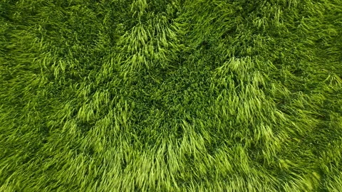 Aerial view of a wheat field, the wind shakes the ears in slow motion Stock Footage 156807077