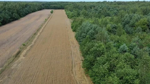Aerial view of wheat fields Stock Footage 247776773