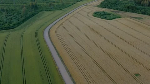 Aerial View of Wheat Fields Stock Footage 250359305