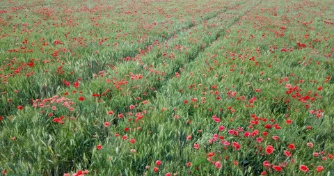 Aerial View Of Wheat Fields Full Of Red Poppies Stock Footage 94389580