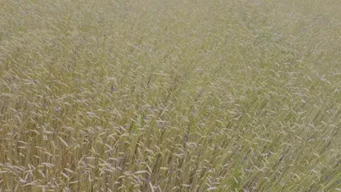 Aerial view of wheat fields gently swaying in the wind Stock Footage 263384364