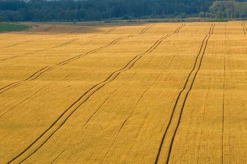 Aerial view of wheat fields with parallel tractor tracks in late sun Stock Photos