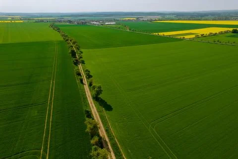 Aerial view of wheat green fields and countryside and field road. Stock Photos