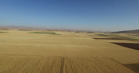 Aerial View of Wheat Harvest in Progress Stock Footage 292240487