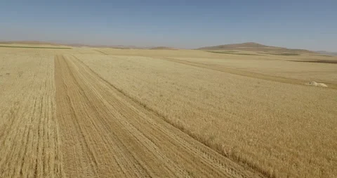 Aerial View of Wheat Harvest in Progress Stock Footage 292264482