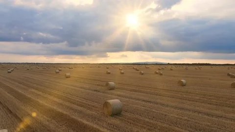 Aerial view of wheat rolls of straw in angricultural field Stock Footage 154424233