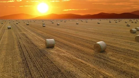 Aerial view of wheat rolls of straw in angricultural field at sunset Stock Footage 154426604